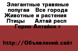 Элегантные травяные попугаи - Все города Животные и растения » Птицы   . Алтай респ.,Горно-Алтайск г.